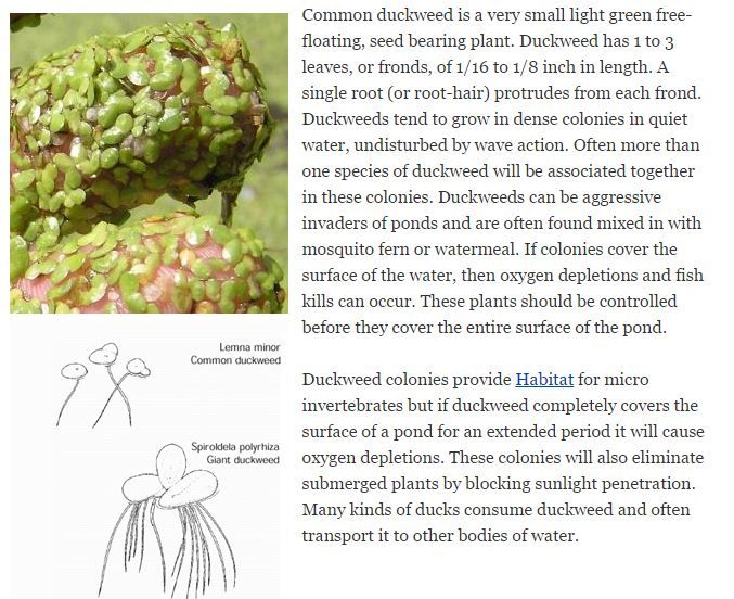 explanation of duckweed